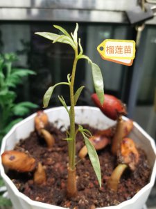 枇杷什么時(shí)候發(fā)芽長(zhǎng)葉 枇杷何時(shí)長(zhǎng)出嫩芽？